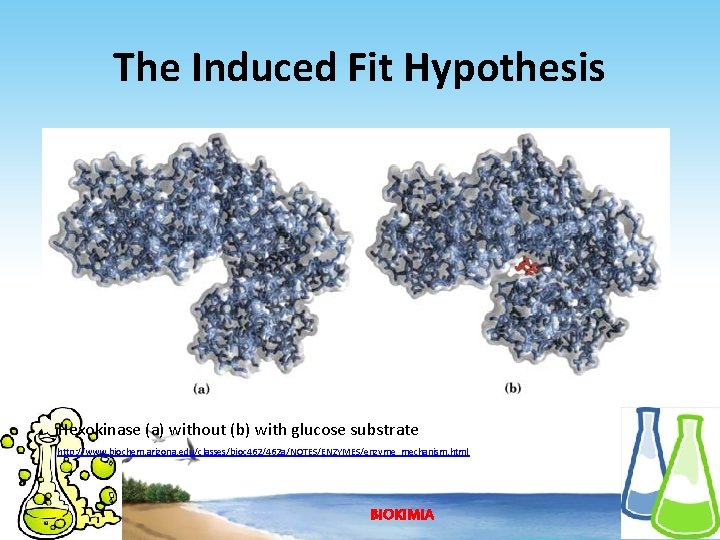 The Induced Fit Hypothesis Hexokinase (a) without (b) with glucose substrate http: //www. biochem.