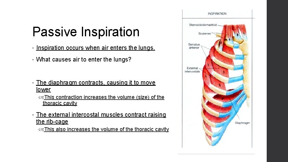 Passive Inspiration • Inspiration occurs when air enters the lungs. • What causes air
