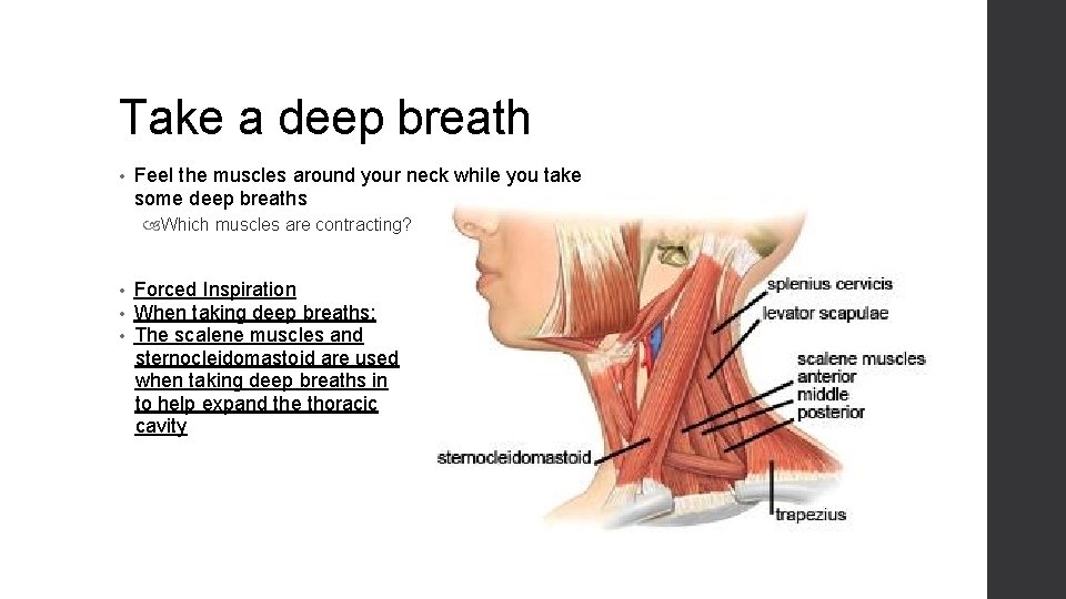 Take a deep breath • Feel the muscles around your neck while you take