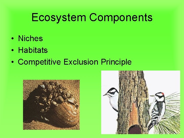 Ecosystem Components • Niches • Habitats • Competitive Exclusion Principle 