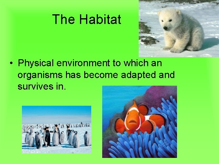 The Habitat • Physical environment to which an organisms has become adapted and survives