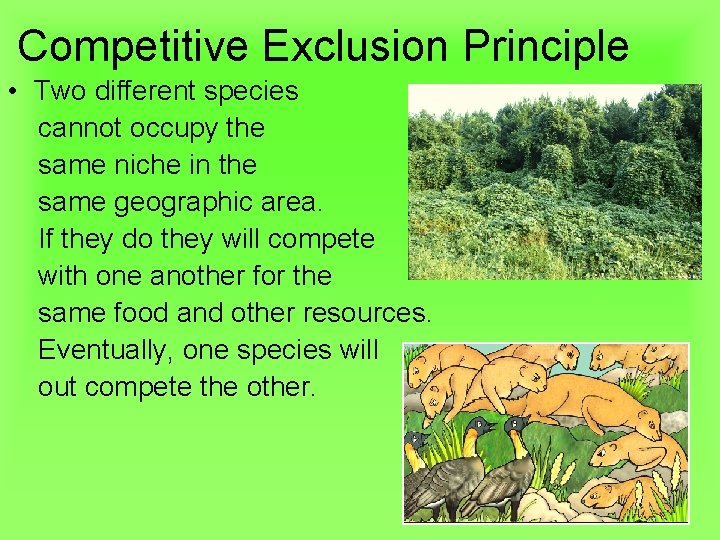 Competitive Exclusion Principle • Two different species cannot occupy the same niche in the