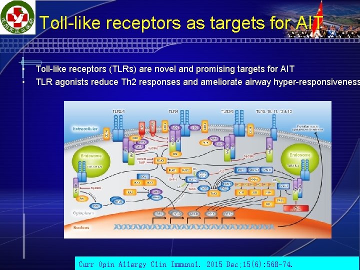 Toll-like receptors as targets for AIT • • Toll-like receptors (TLRs) are novel and