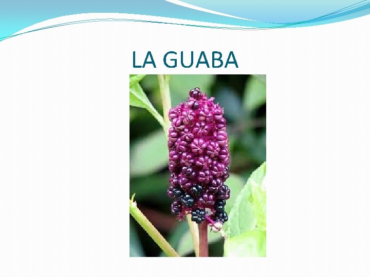 LA GUABA 