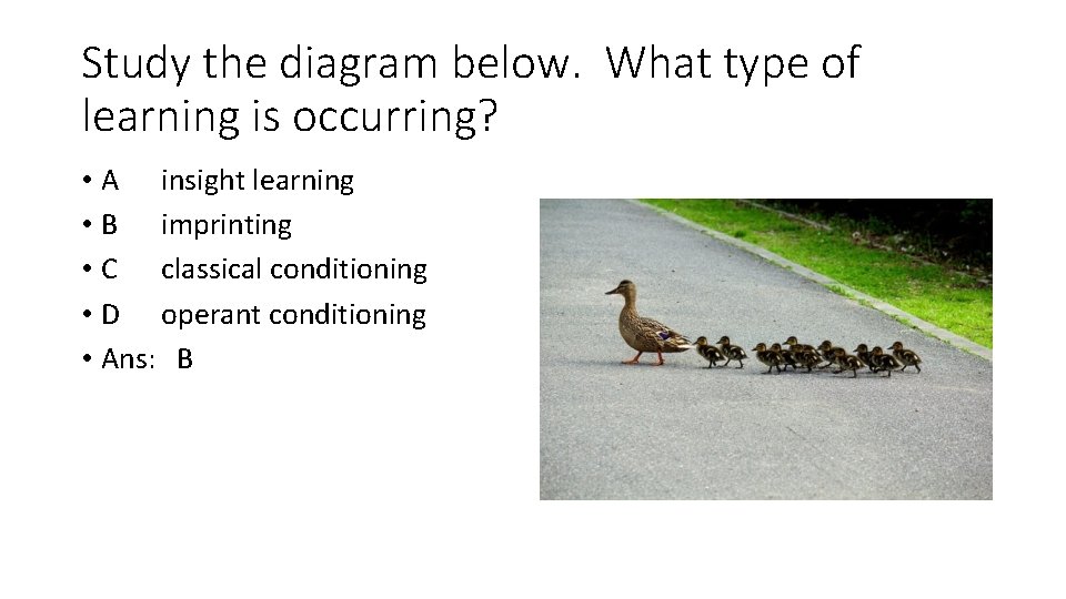 Study the diagram below. What type of learning is occurring? • A insight learning