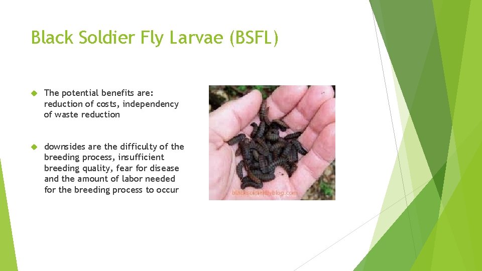 Black Soldier Fly Larvae (BSFL) The potential benefits are: reduction of costs, independency of