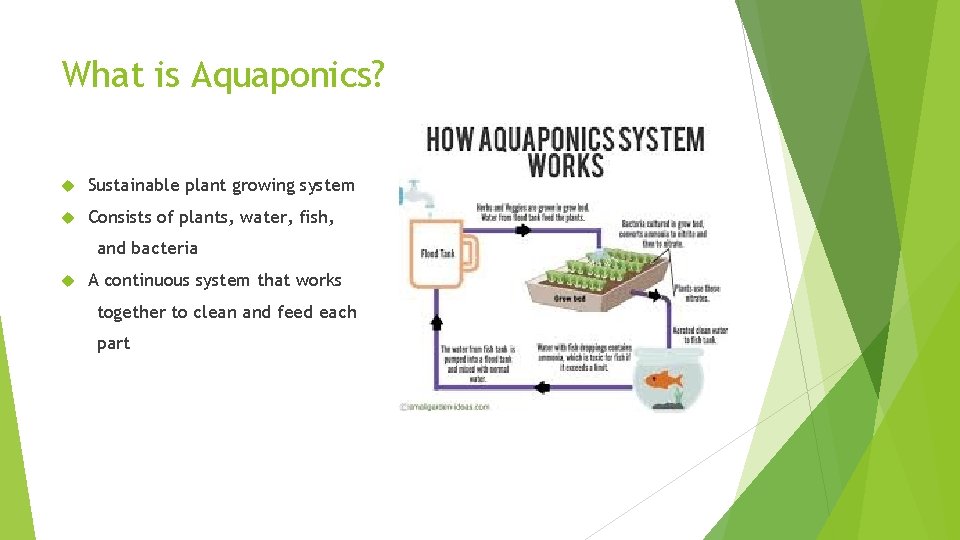 What is Aquaponics? Sustainable plant growing system Consists of plants, water, fish, and bacteria