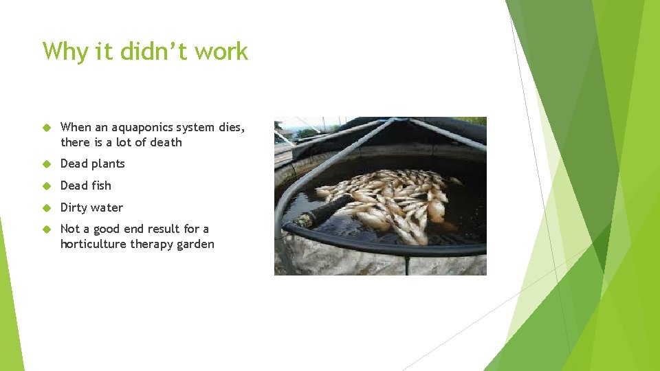 Why it didn’t work When an aquaponics system dies, there is a lot of