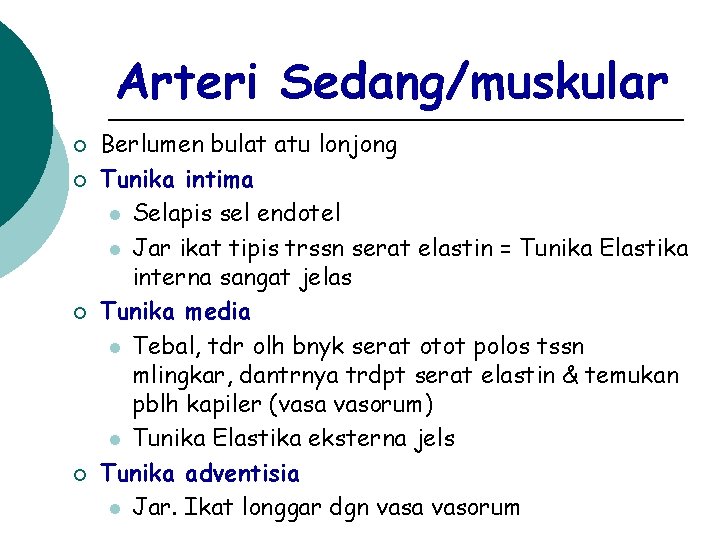 Arteri Sedang/muskular ¡ ¡ Berlumen bulat atu lonjong Tunika intima l Selapis sel endotel
