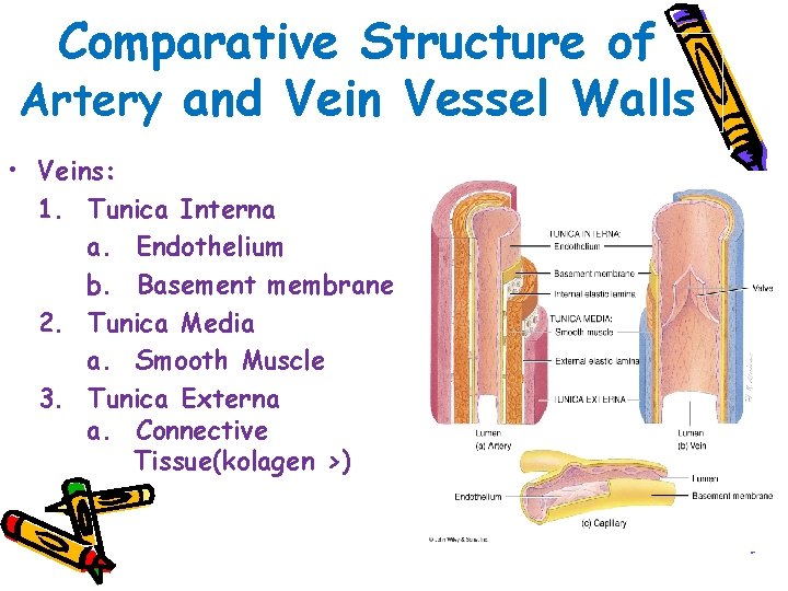 Comparative Structure of Artery and Vein Vessel Walls • Veins: 1. Tunica Interna a.