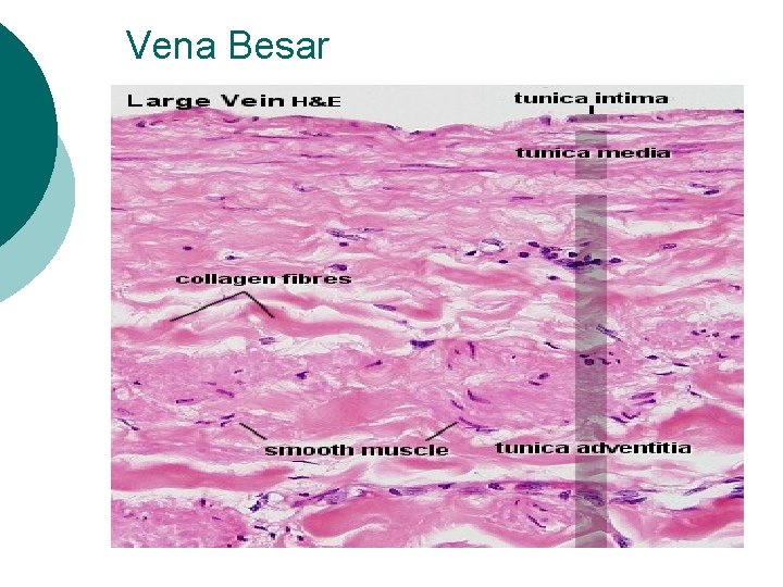 Vena Besar 