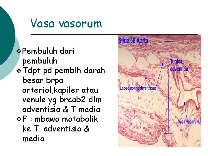 Vasa vasorum v Pembuluh dari pembuluh v Tdpt pd pemblh darah besar brpa arteriol,