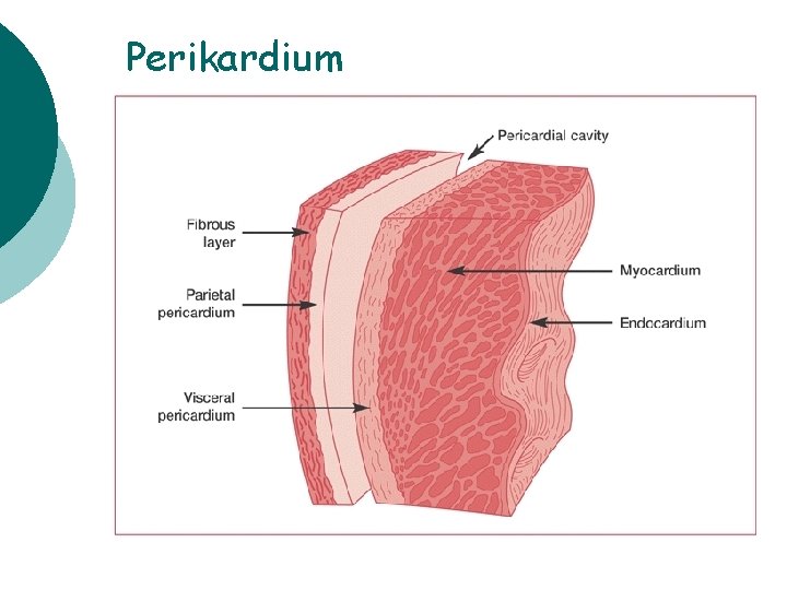 Perikardium 