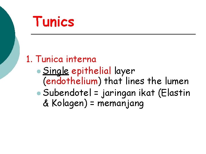 Tunics 1. Tunica interna l Single epithelial layer (endothelium) that lines the lumen l