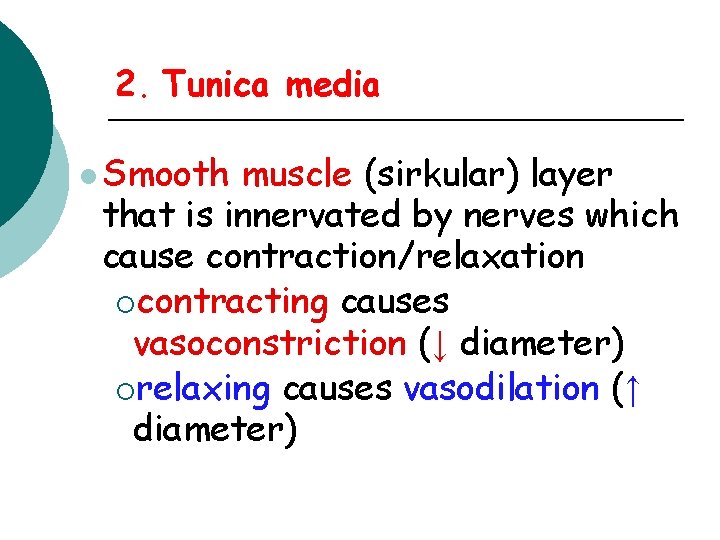 2. Tunica media l Smooth muscle (sirkular) layer that is innervated by nerves which