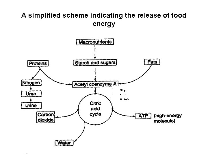 A simplified scheme indicating the release of food energy 