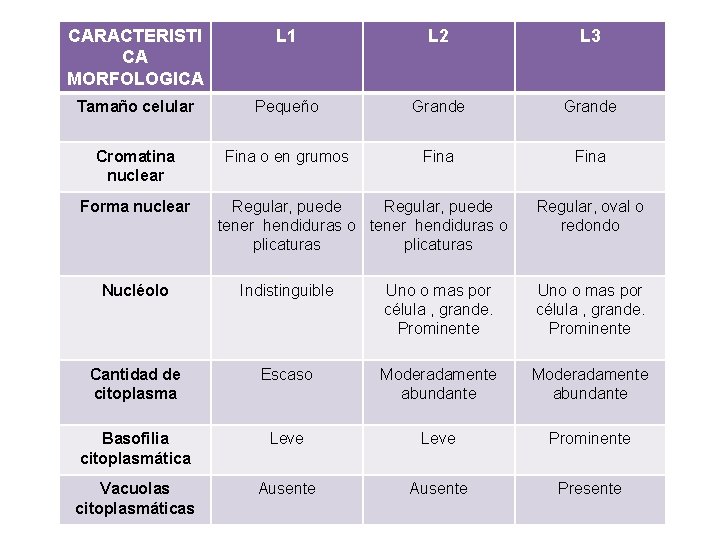 CARACTERISTI CA MORFOLOGICA L 1 L 2 L 3 Tamaño celular Pequeño Grande Cromatina