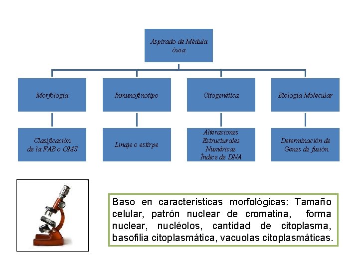 Aspirado de Médula ósea Morfología Clasificación de la FAB o OMS Inmunofenotipo Citogenética Biología