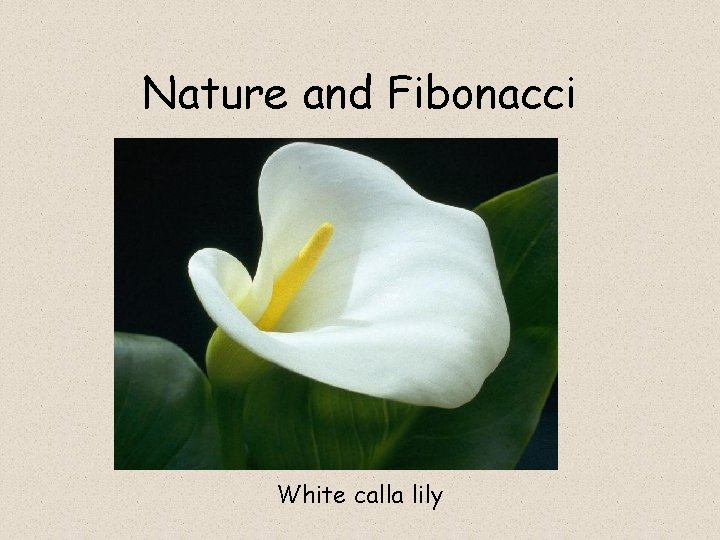 Nature and Fibonacci White calla lily 