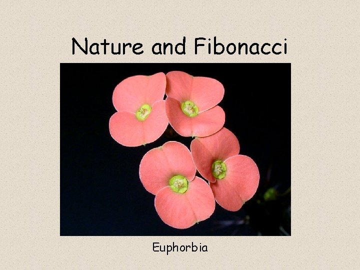 Nature and Fibonacci Euphorbia 