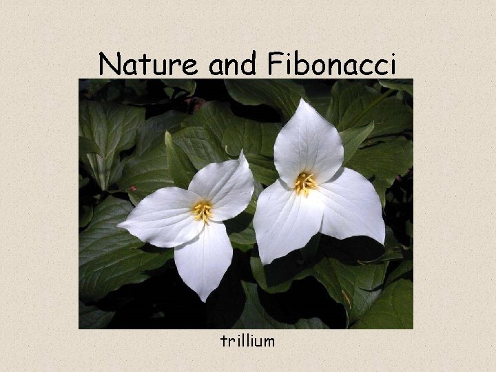 Nature and Fibonacci trillium 