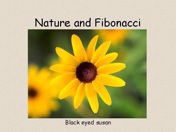 Nature and Fibonacci Black eyed susan 