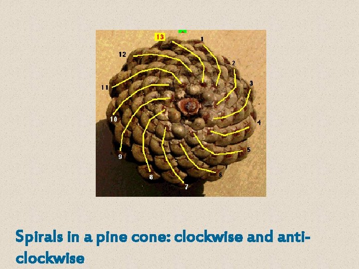 Spirals in a pine cone: clockwise and anticlockwise 