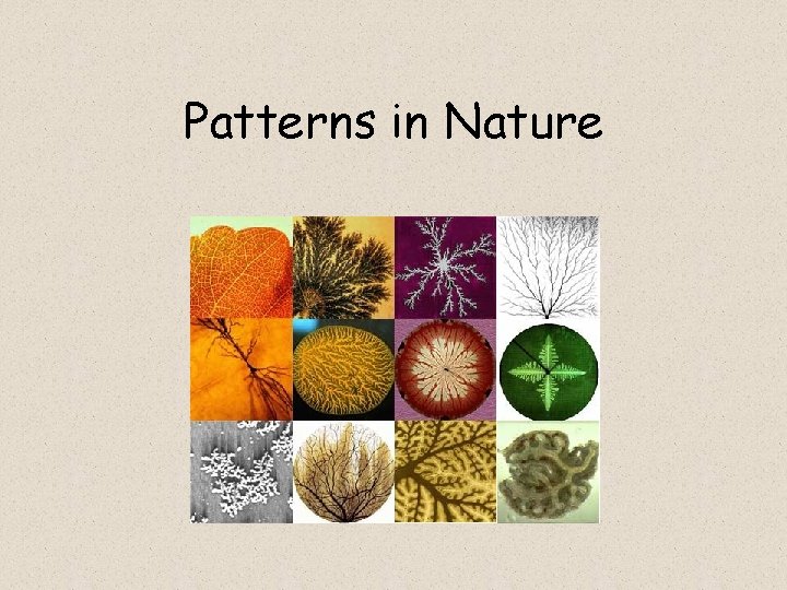 Patterns in Nature 
