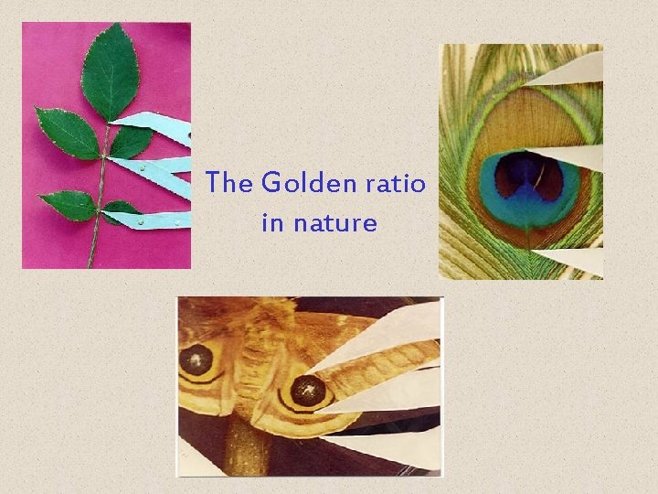 The Golden ratio in nature 