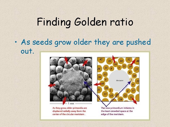 Finding Golden ratio • As seeds grow older they are pushed out. 