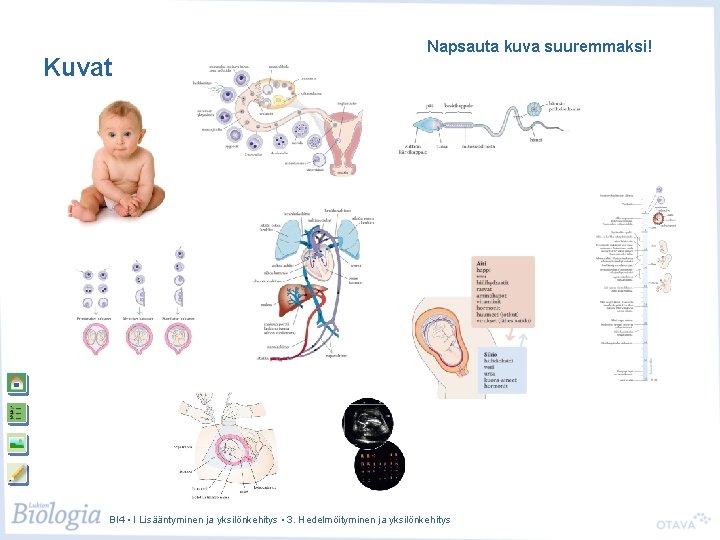 Kuvat Napsauta kuva suuremmaksi! BI 4 • I Lisääntyminen ja yksilönkehitys • 3. Hedelmöityminen