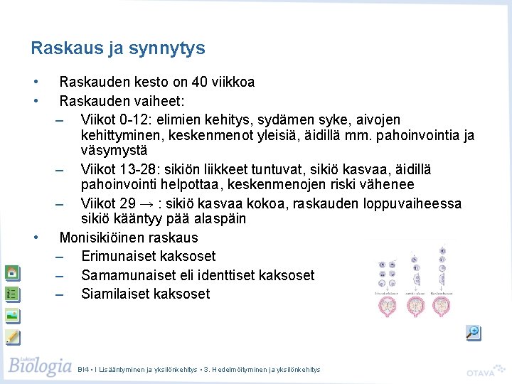 Raskaus ja synnytys • • • Raskauden kesto on 40 viikkoa Raskauden vaiheet: –