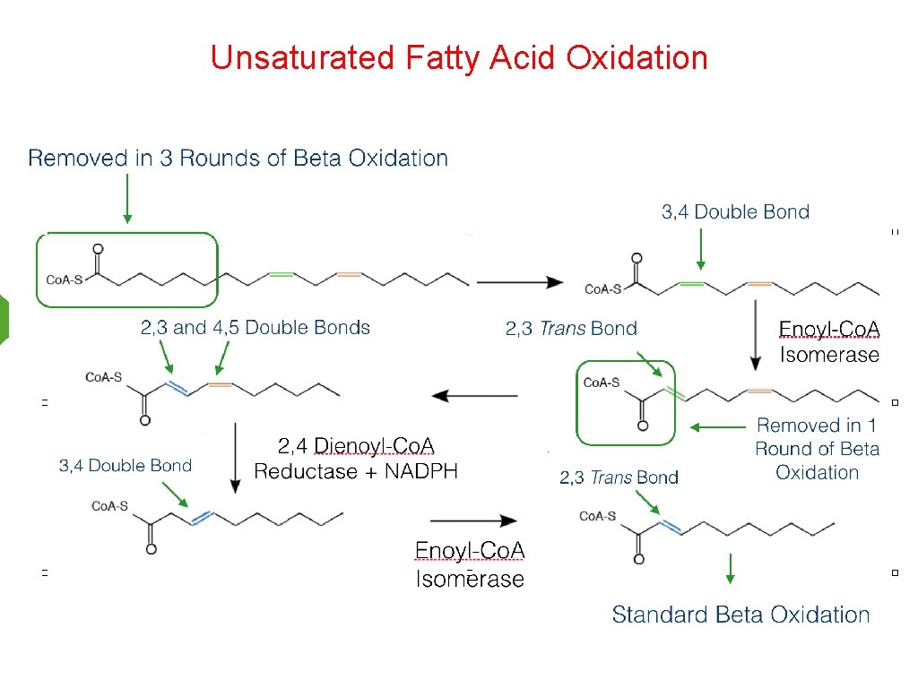 Unsaturated Fatty Acid Oxidation 