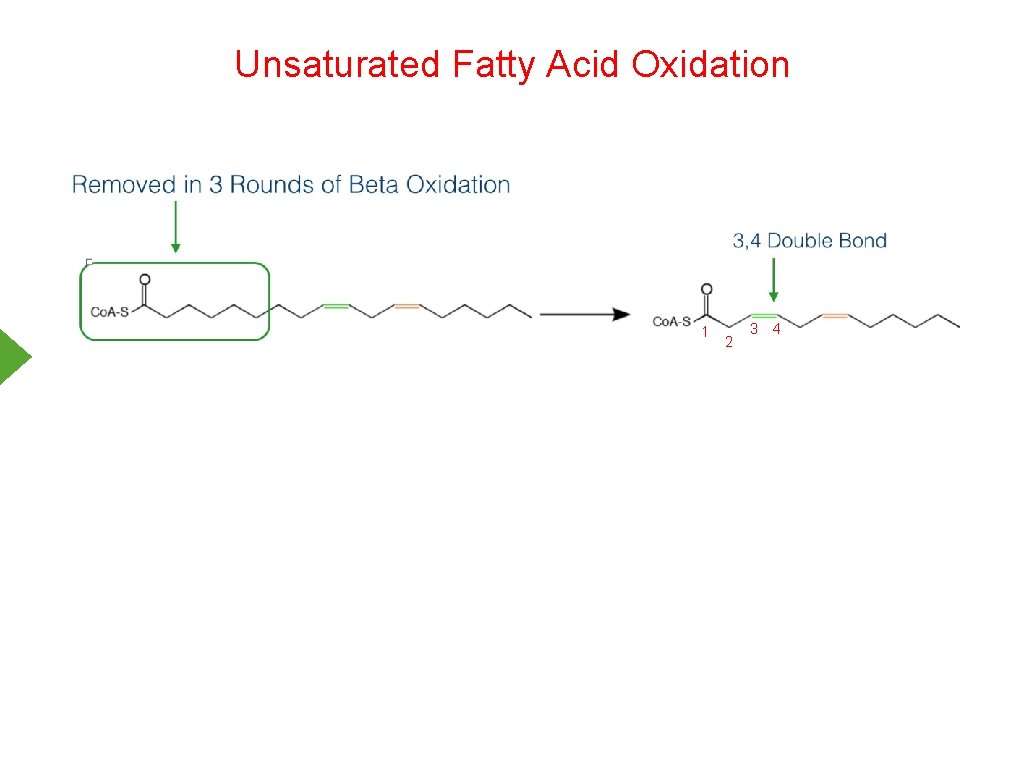 Unsaturated Fatty Acid Oxidation 1 2 3 4 