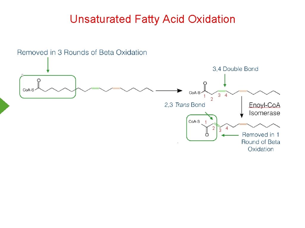 Unsaturated Fatty Acid Oxidation 1 2 3 4 