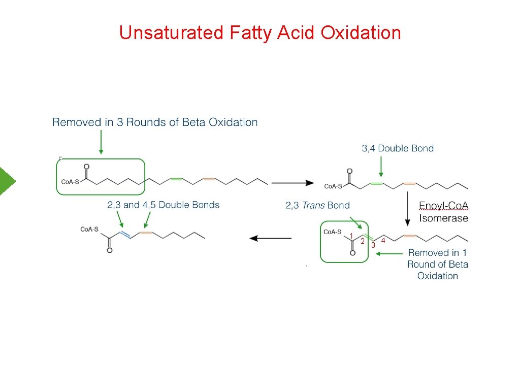 Unsaturated Fatty Acid Oxidation 1 2 3 4 