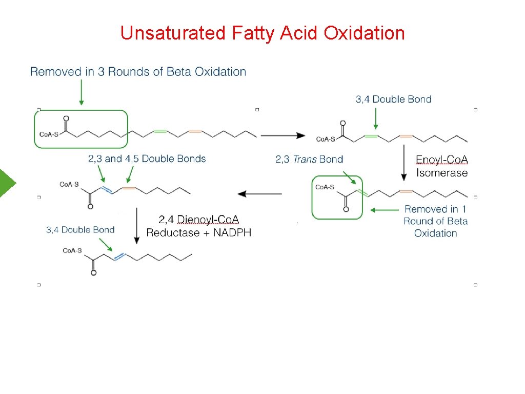 Unsaturated Fatty Acid Oxidation 