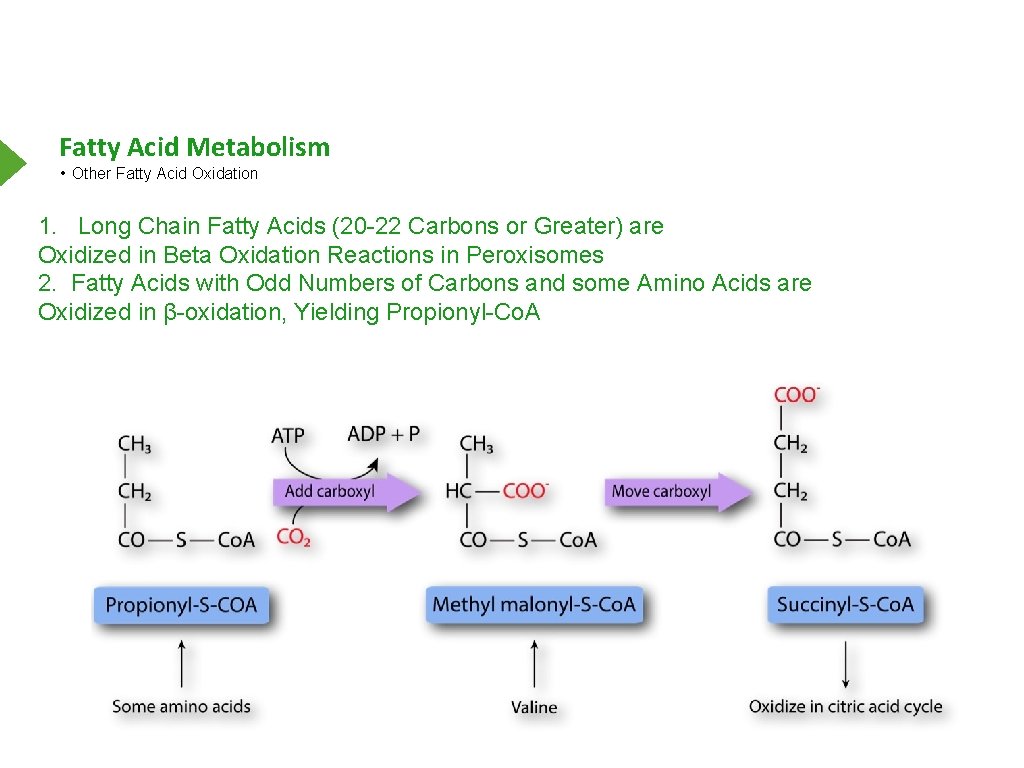 Fatty Acid Metabolism • Other Fatty Acid Oxidation 1. Long Chain Fatty Acids (20
