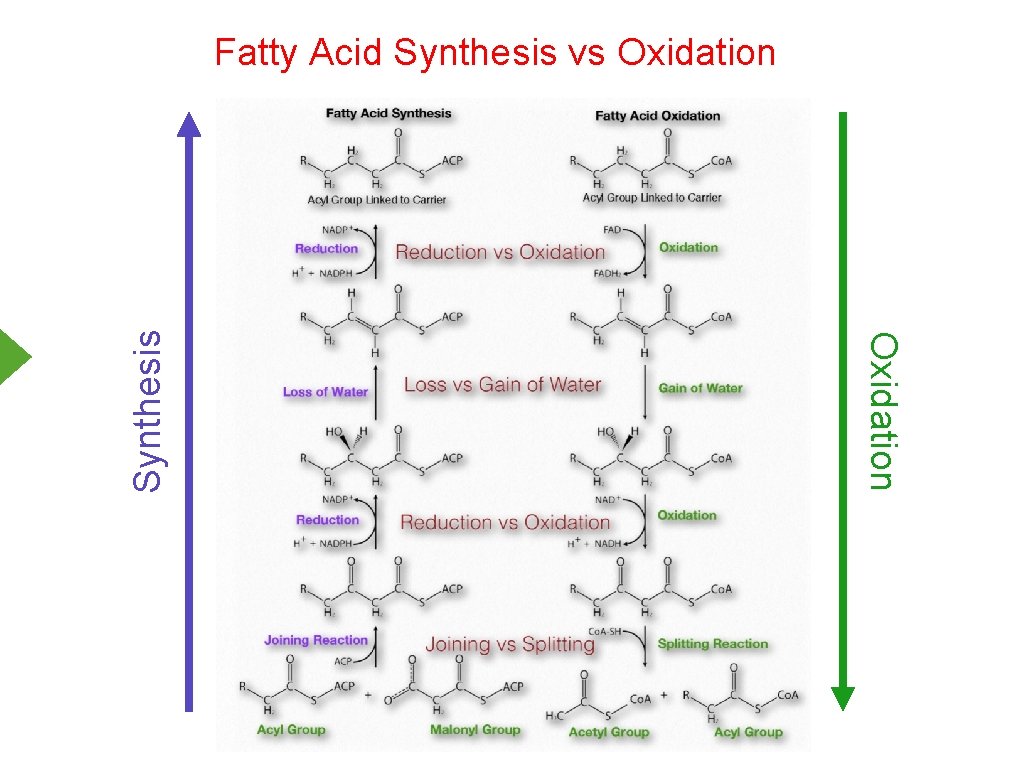 Oxidation Synthesis Fatty Acid Synthesis vs Oxidation 