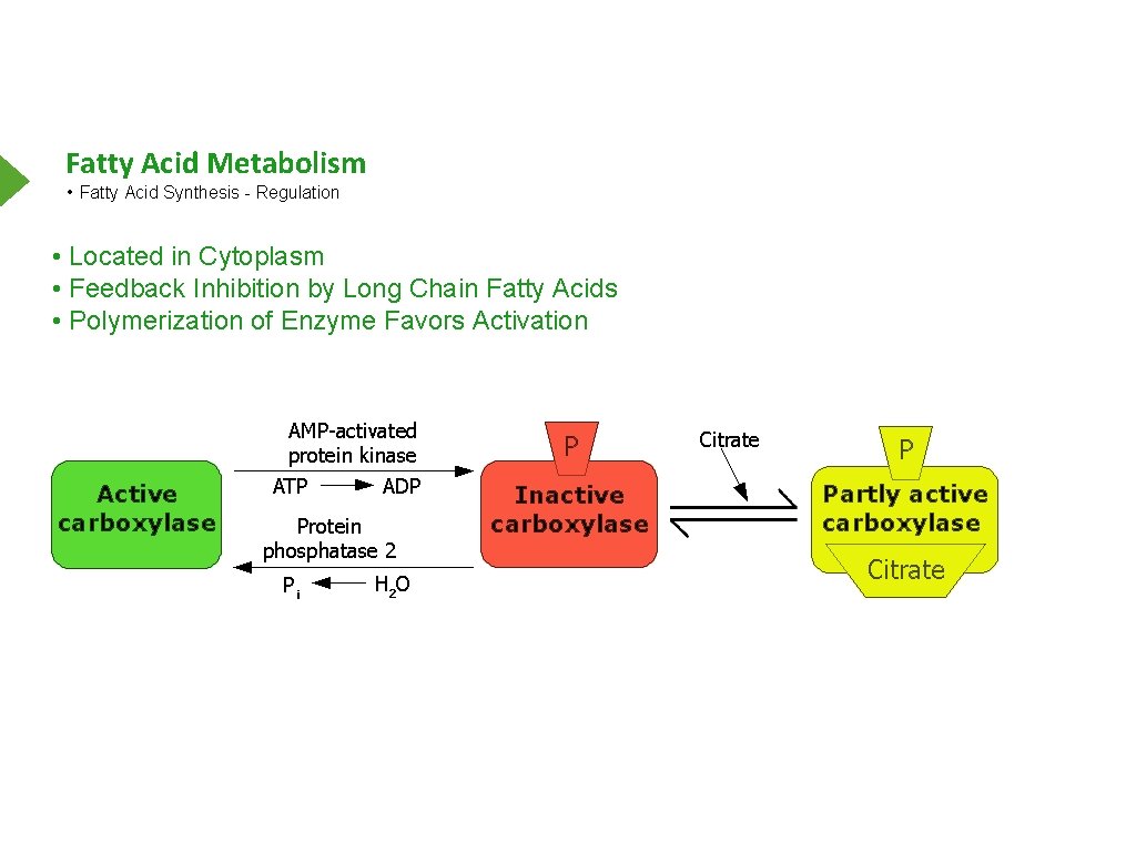 Fatty Acid Metabolism • Fatty Acid Synthesis - Regulation • Located in Cytoplasm •