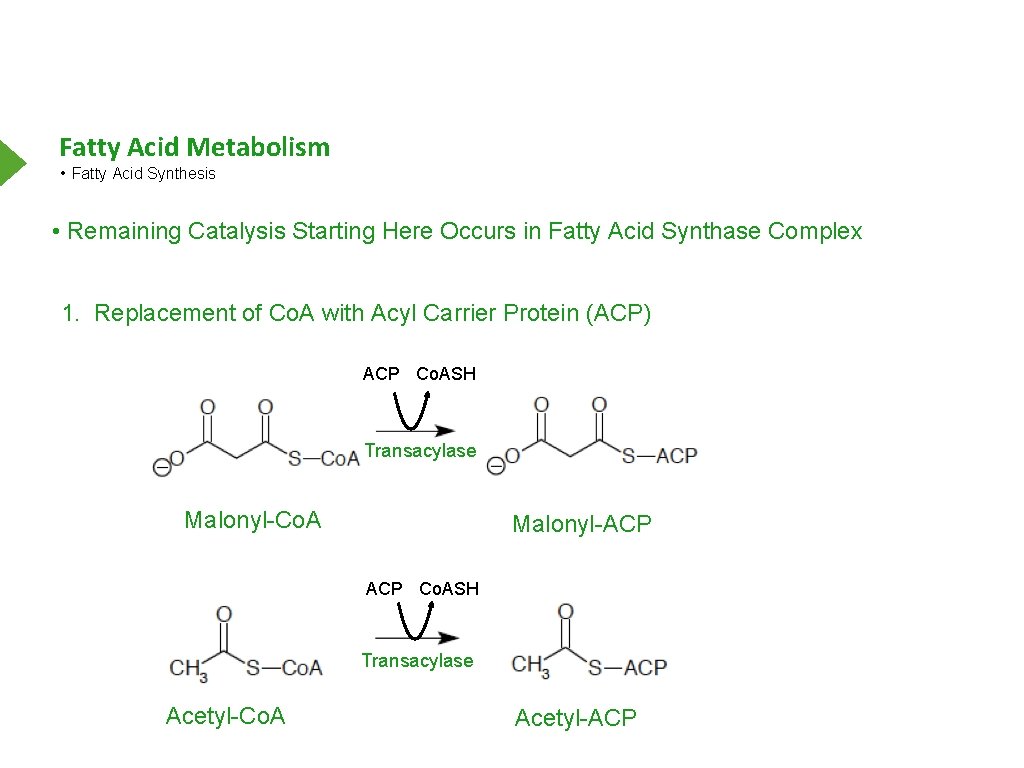 Fatty Acid Metabolism • Fatty Acid Synthesis • Remaining Catalysis Starting Here Occurs in