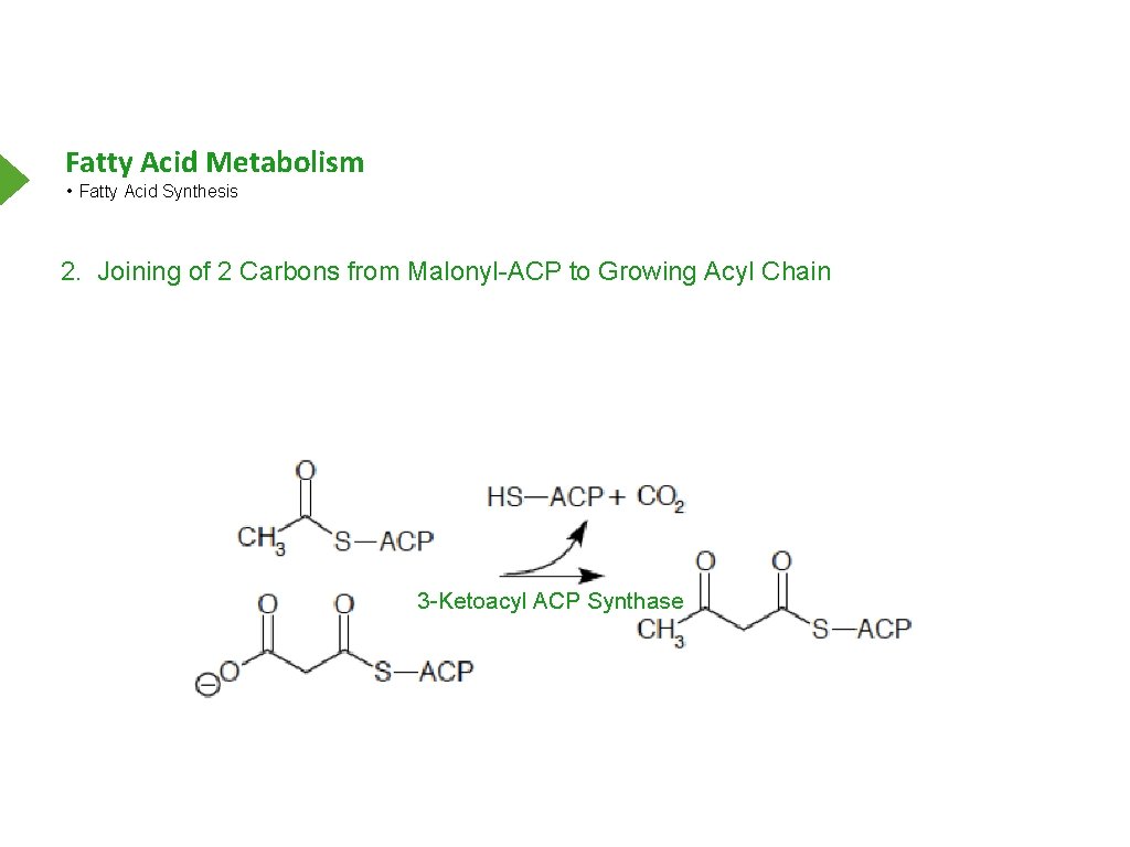 Fatty Acid Metabolism • Fatty Acid Synthesis 2. Joining of 2 Carbons from Malonyl-ACP