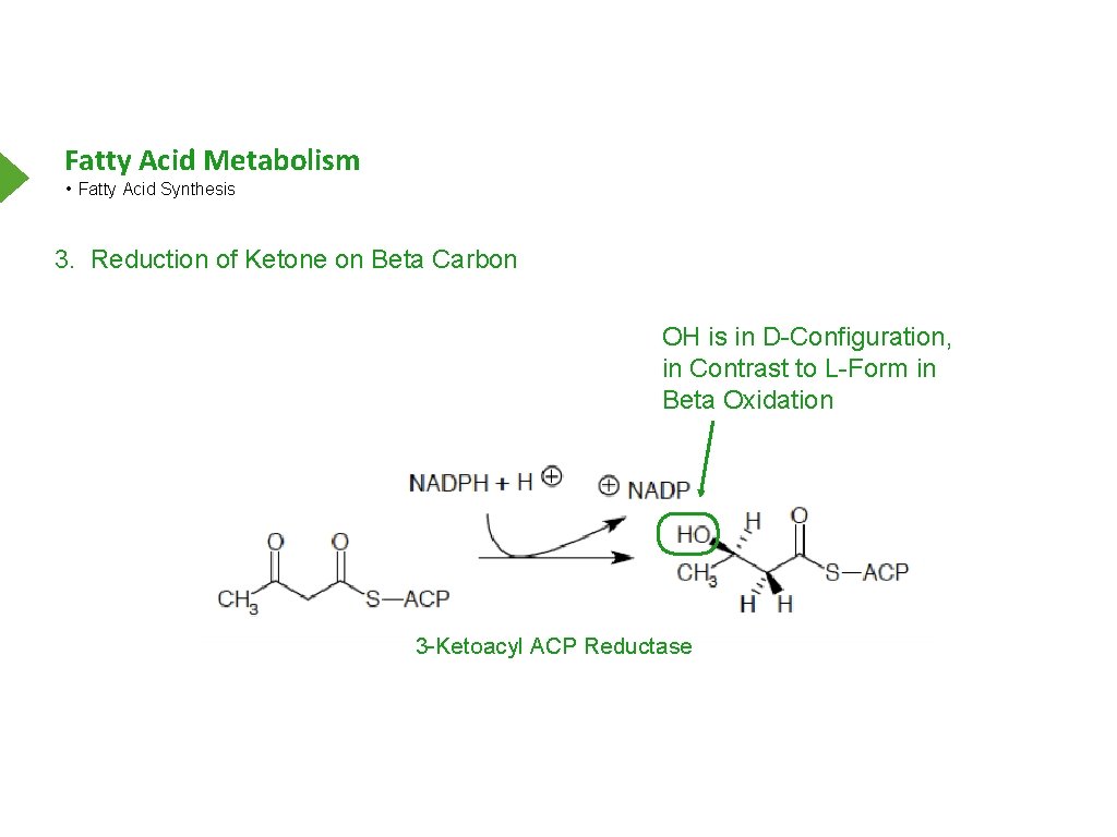 Fatty Acid Metabolism • Fatty Acid Synthesis 3. Reduction of Ketone on Beta Carbon