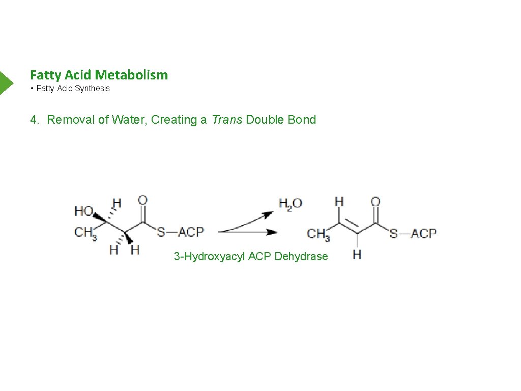 Fatty Acid Metabolism • Fatty Acid Synthesis 4. Removal of Water, Creating a Trans