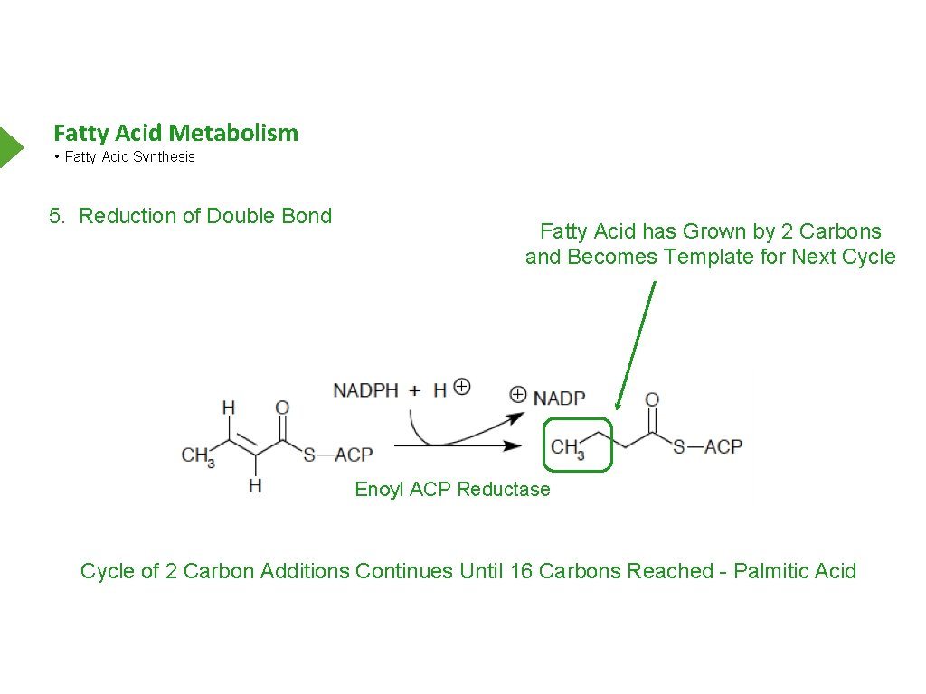 Fatty Acid Metabolism • Fatty Acid Synthesis 5. Reduction of Double Bond Fatty Acid