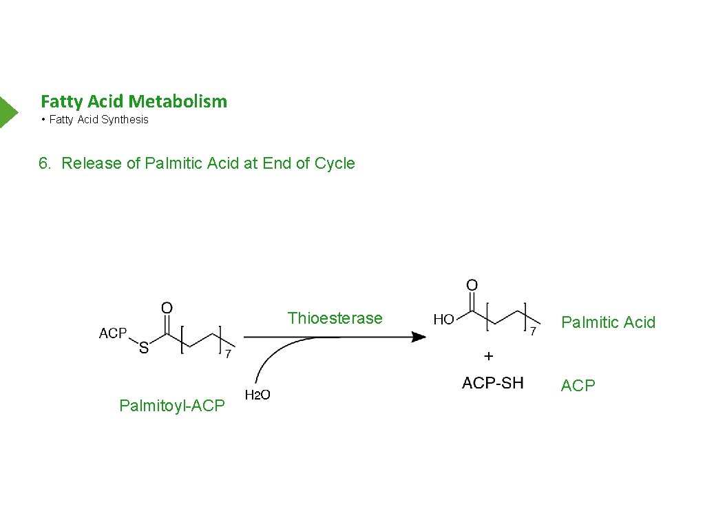 Fatty Acid Metabolism • Fatty Acid Synthesis 6. Release of Palmitic Acid at End