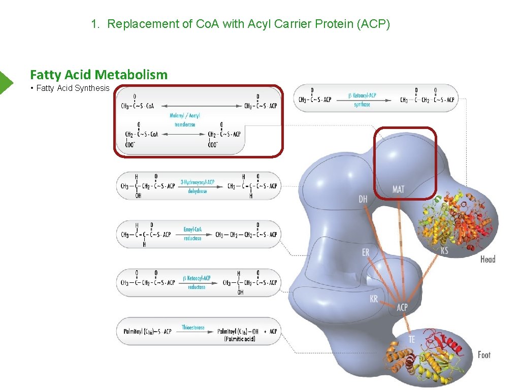 1. Replacement of Co. A with Acyl Carrier Protein (ACP) Fatty Acid Metabolism •
