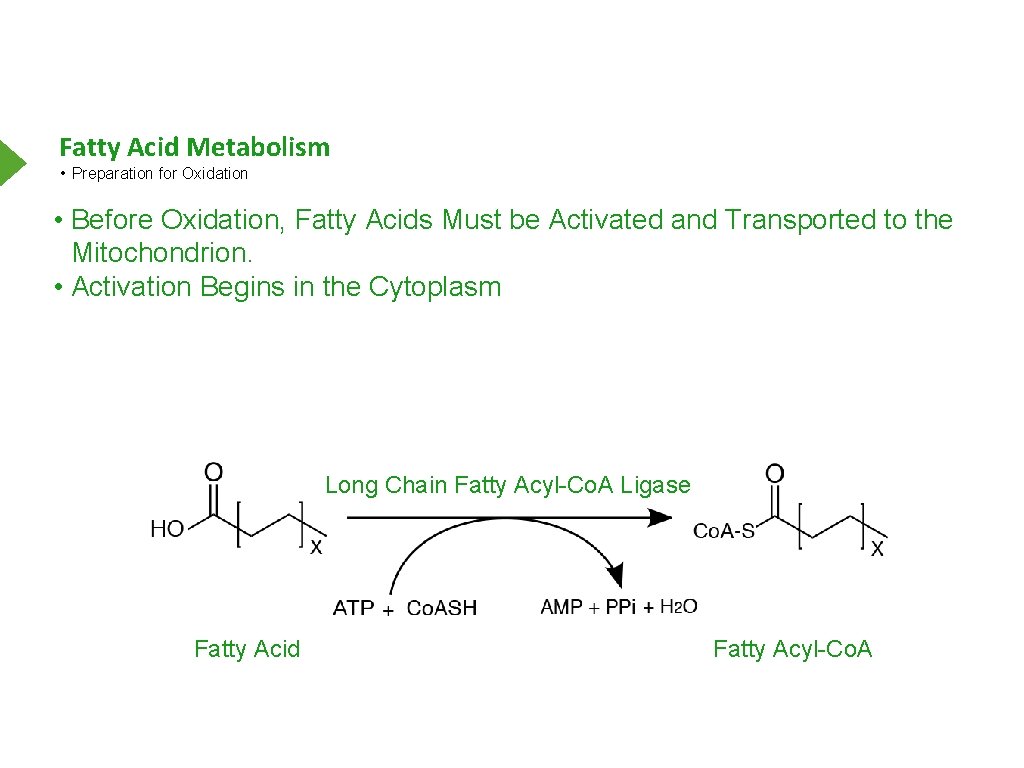 Fatty Acid Metabolism • Preparation for Oxidation • Before Oxidation, Fatty Acids Must be