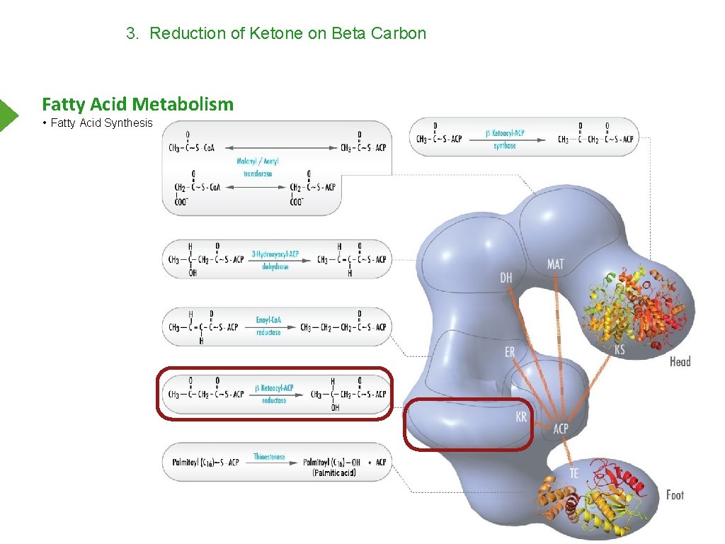 3. Reduction of Ketone on Beta Carbon Fatty Acid Metabolism • Fatty Acid Synthesis