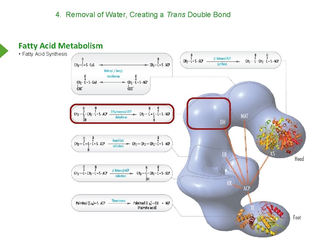 4. Removal of Water, Creating a Trans Double Bond Fatty Acid Metabolism • Fatty